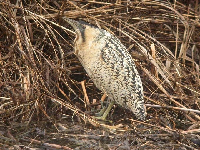 Eurasian Bittern
