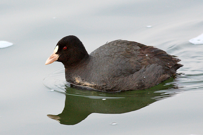 Eurasian Coot