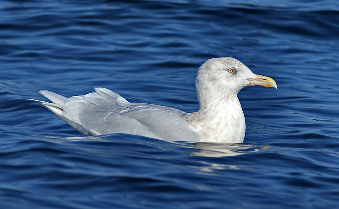 Glaucous Gull