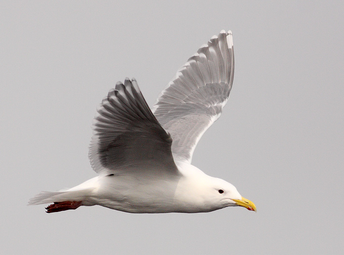 Glaucous-winged Gull