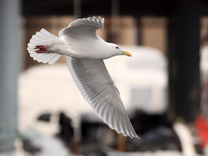 Glaucous-winged Gull