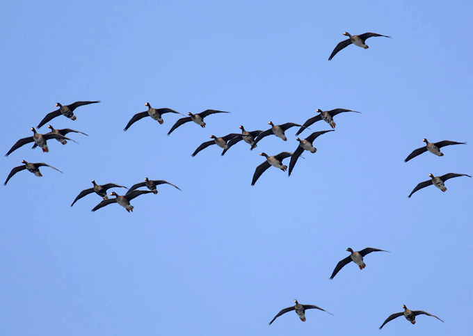 Greater White-fronted Goose