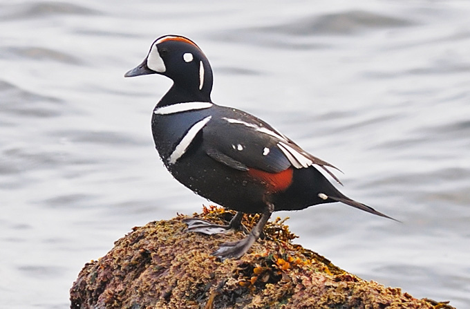 Harlequin Duck