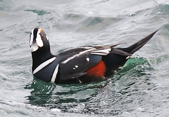 Harlequin Duck