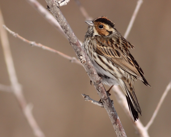 Little Bunting
