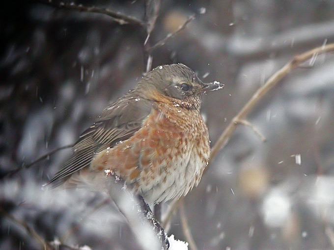 Naumann's Thrush
