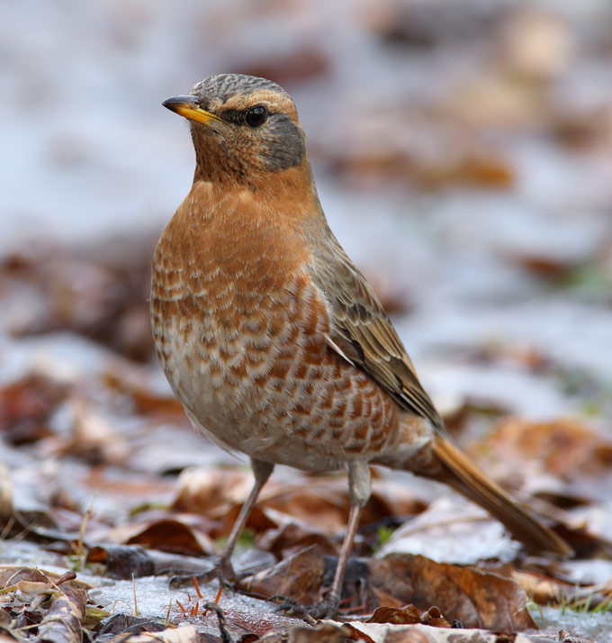 Naumann's Thrush