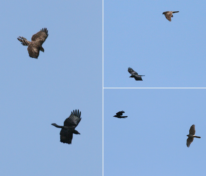 Northern Goshawk