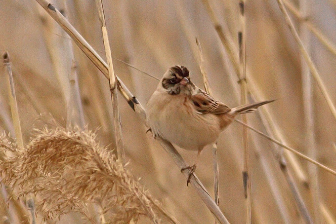 Ochre-rumped-Bunting