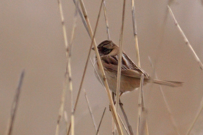 Ochre-rumped-Bunting