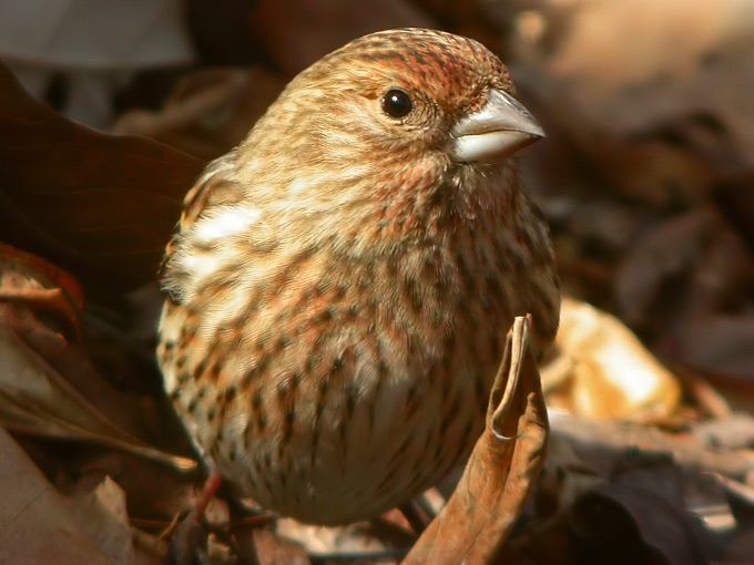 Pallas's Rosefinch