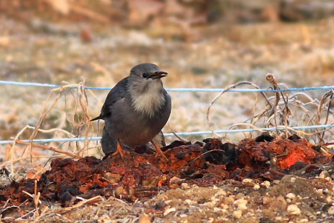 Red-billed Starling
