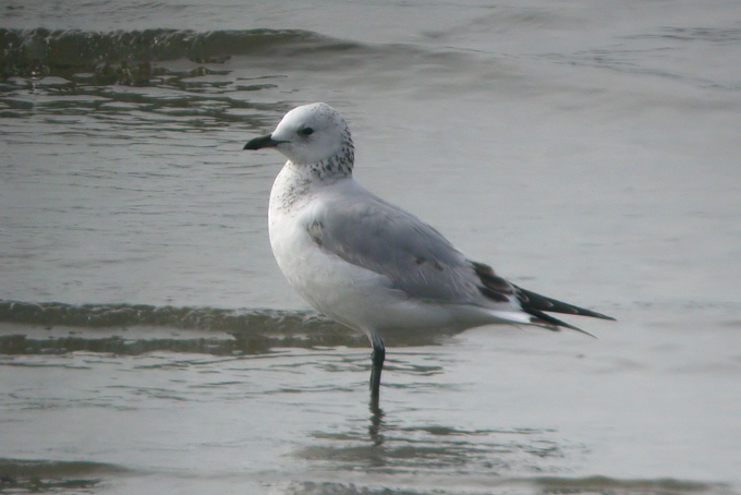 Relict Gull