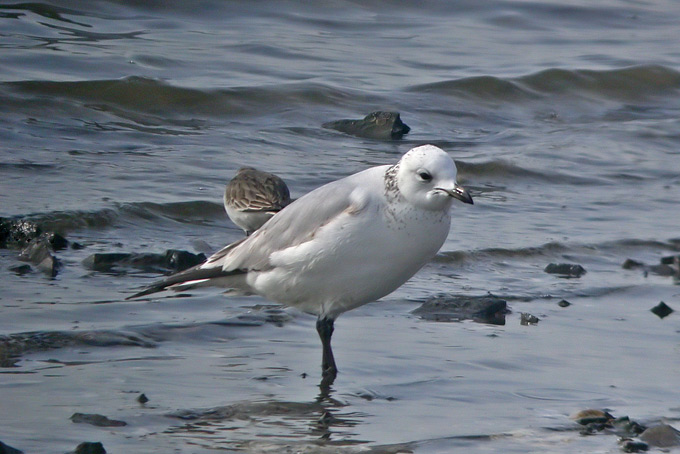 Relict Gull