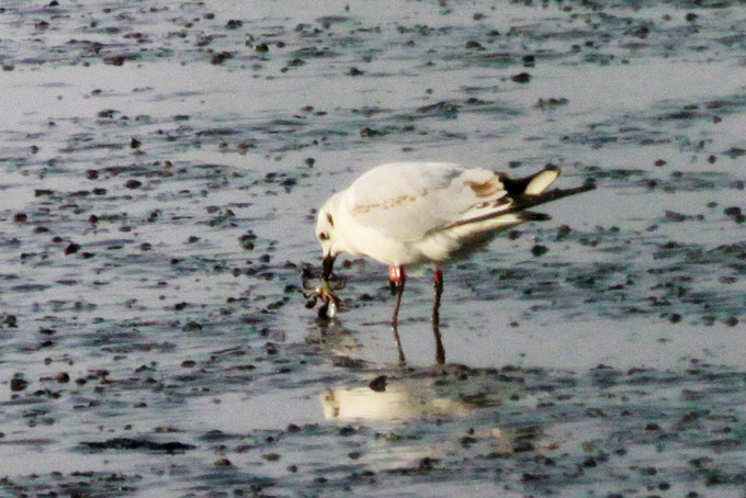 Saunders's Gull