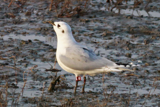 Saunders's Gull