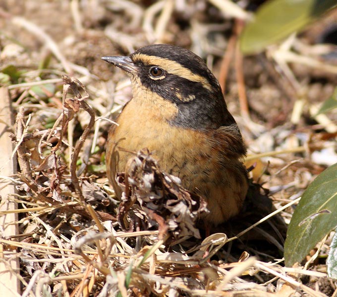 Siberian Accentor