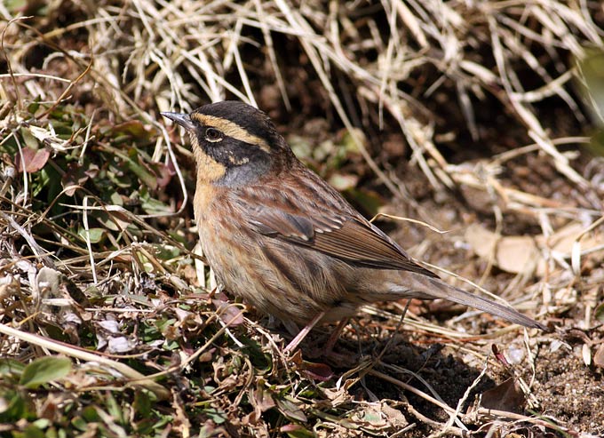 Siberian Accentor