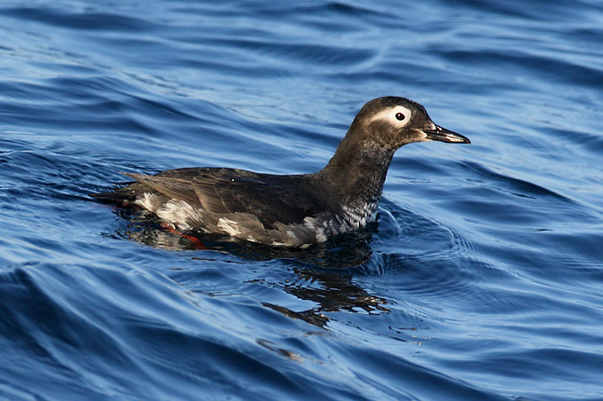 Spectacled Guillemot