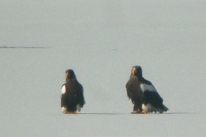 Steller's Sea Eagle
