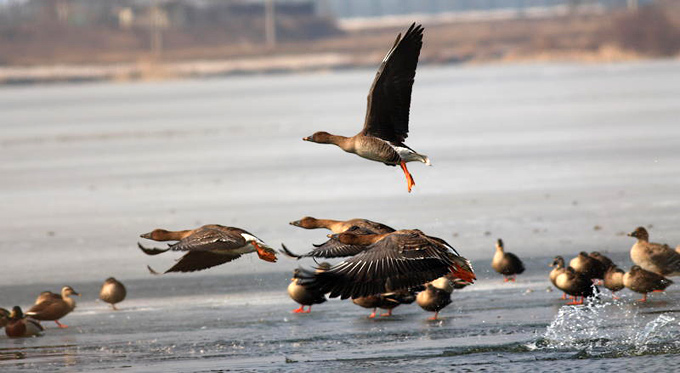 Taiga Bean Goose