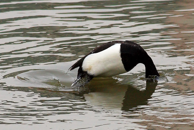 Tufted Duck