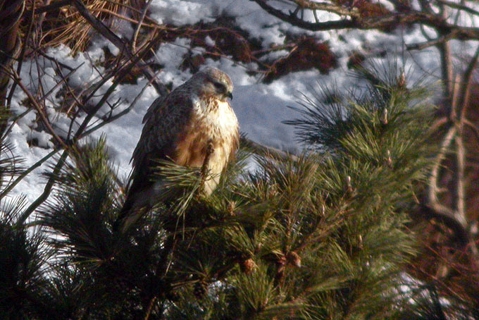 Upland Buzzard