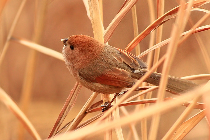 Vinous-throated Parrotbill