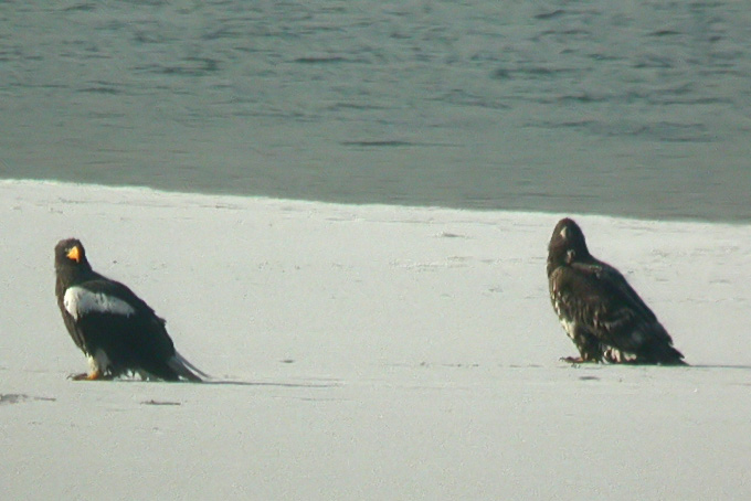 White-tailed Eagle