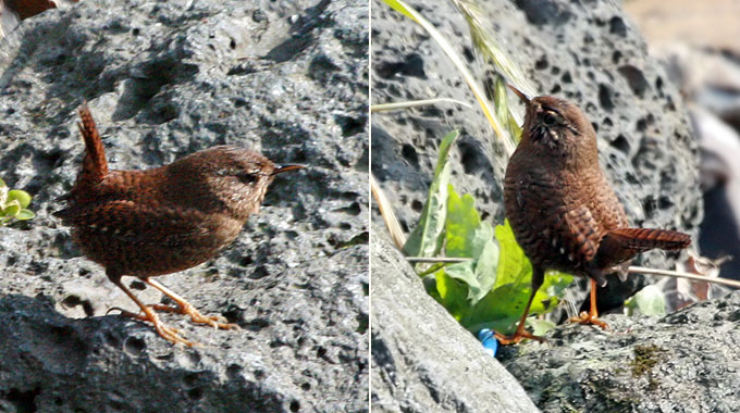 Winter Wren