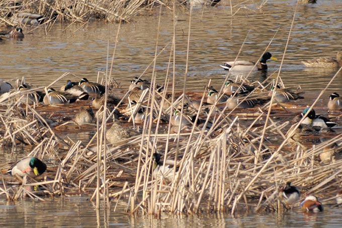 Baikal Teal