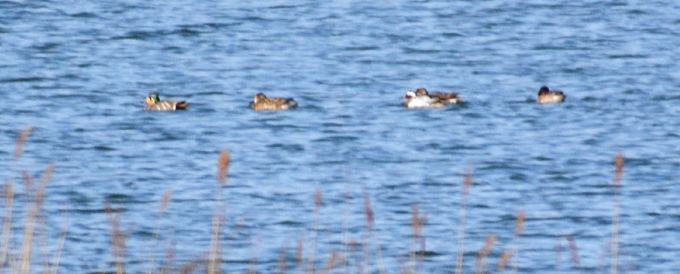 Baikal Teal