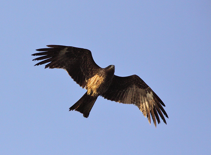 Black Kite