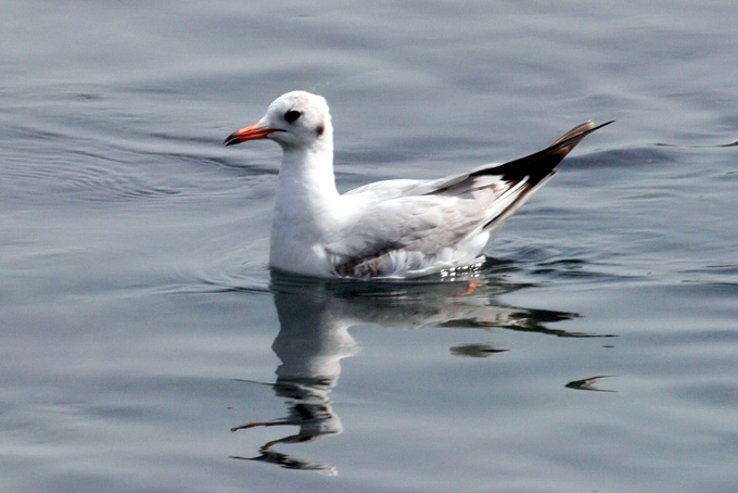 Black-headed Gull