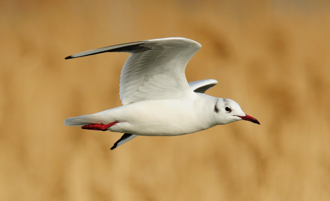 Black-headed Gull