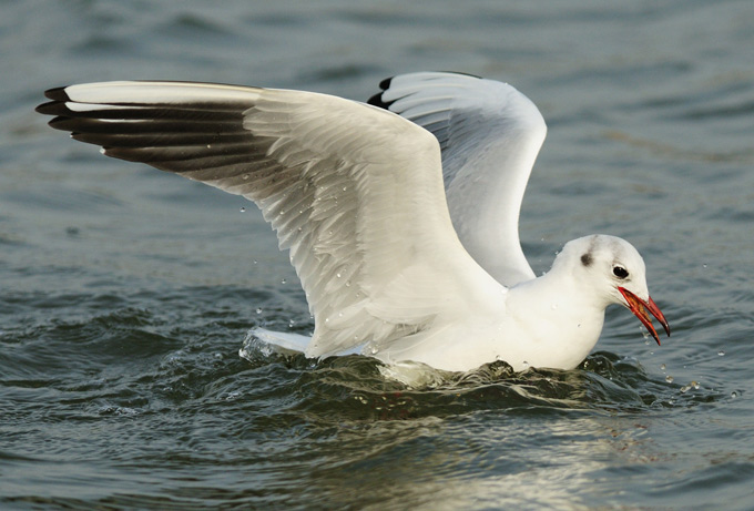 Black-headed Gull