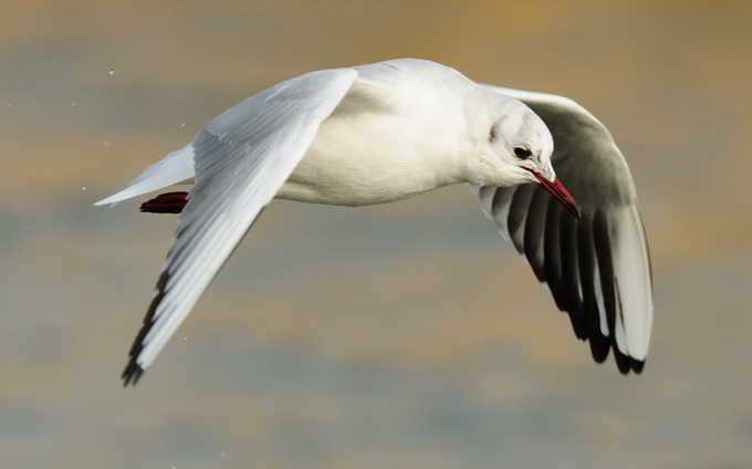 Black-headed Gull