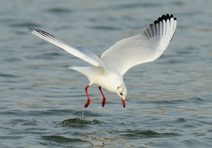 Black-headed Gull