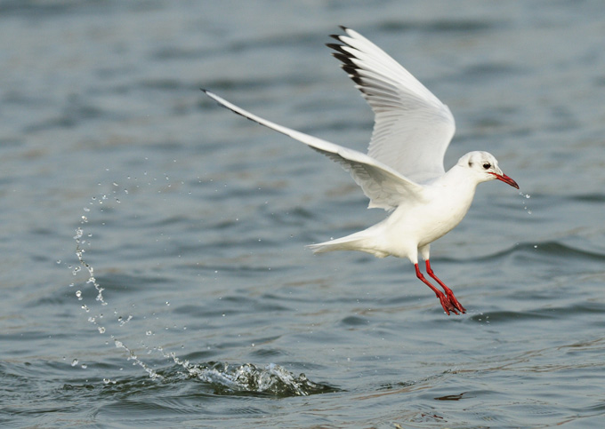 Black-headed Gull