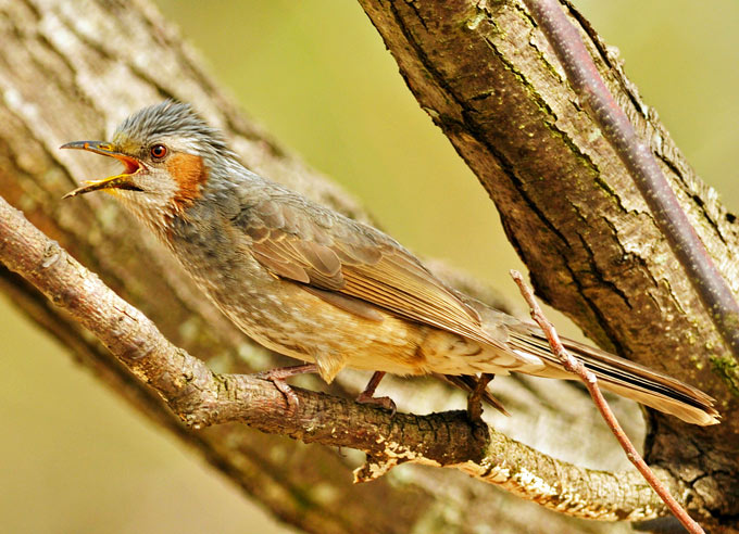 Brown-eared Bulbul