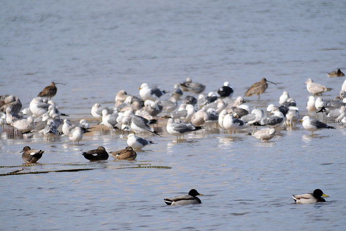 Cheongcho lagoon bird roost