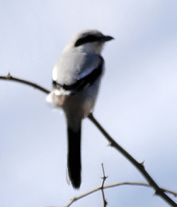 Chinese Grey Shrike