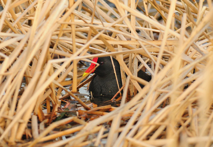 Common Moorhen