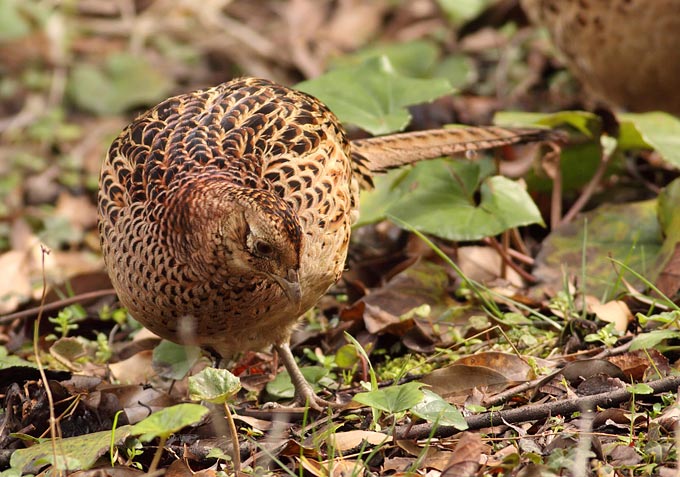Common Pheasant