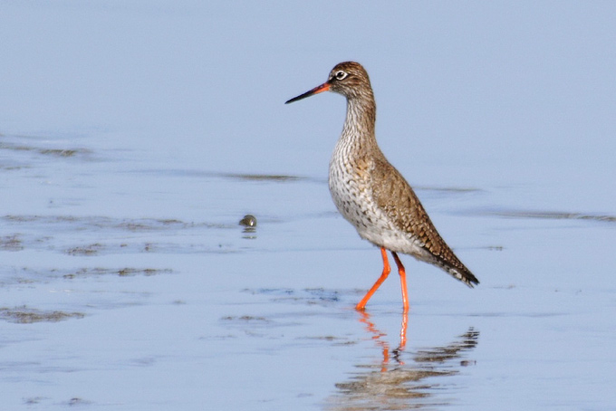 Common Redshank