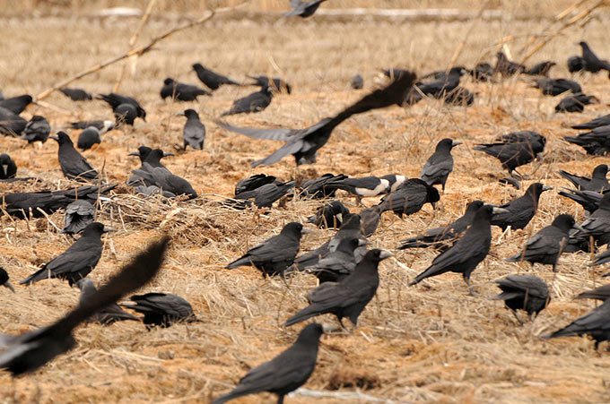 Daurian Jackdaw