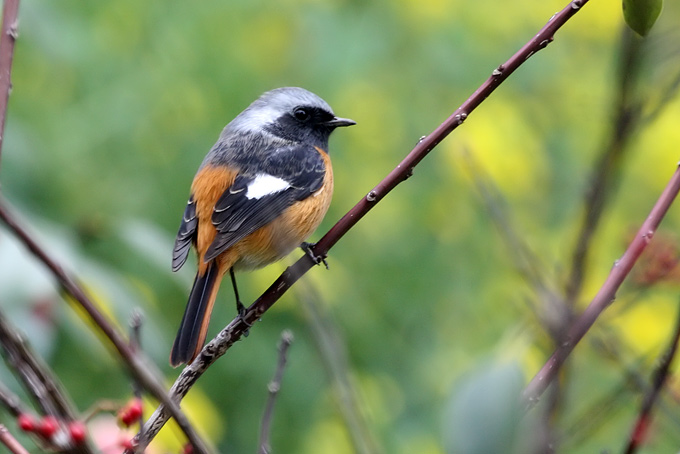 Daurian Redstart