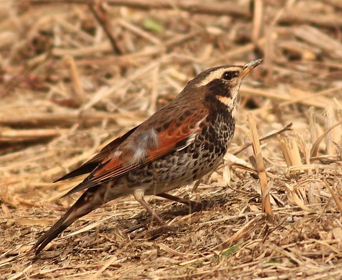Dusky Thrush