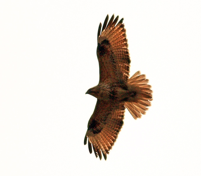 Eastern Buzzard