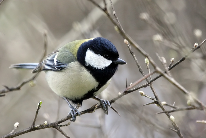 Eastern Great Tit